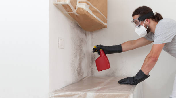 Professional Basement Mold Remediation technician working in Phoenix, NY